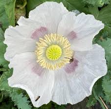 Image result for Papaver somniferum White Cloud