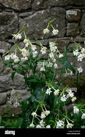 Image result for Nicotiana x sanderae