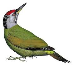 Attēlu rezultāti vaicājumam “Picus canus”