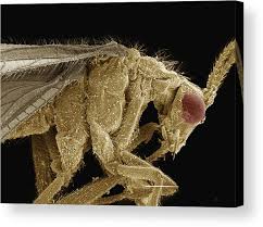 Attēlu rezultāti vaicājumam “Hemerobiidae”