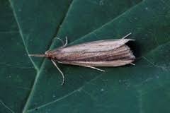 Attēlu rezultāti vaicājumam “Donacaula mucronella”