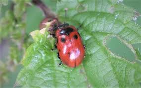 Attēlu rezultāti vaicājumam “Gonioctena viminalis”