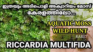 Attēlu rezultāti vaicājumam “Riccardia multifida”