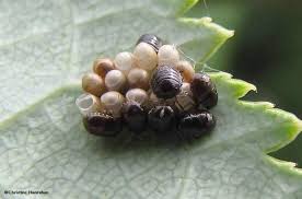 Attēlu rezultāti vaicājumam “Pentatomidae eggs”