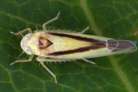 Attēlu rezultāti vaicājumam “Edwardsiana geometrica”