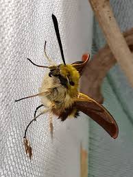 Attēlu rezultāti vaicājumam “Hemaris fuciformis”