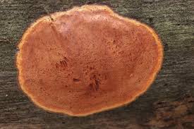 Attēlu rezultāti vaicājumam “Hapalopilus aurantiacus”