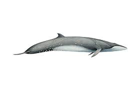 Image result for Balaenoptera borealis