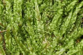 Attēlu rezultāti vaicājumam “Plagiothecium laetum”