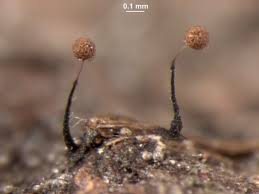 Attēlu rezultāti vaicājumam “Clastoderma debaryanum macro”