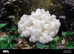 Attēlu rezultāti vaicājumam “Hericium coralloides”