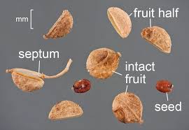 Attēlu rezultāti vaicājumam “Lepidium densiflorum fruit”