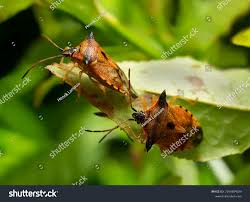 Attēlu rezultāti vaicājumam “Elasmucha ferrugata”