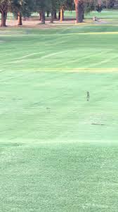 Image result for Alva Golf Club