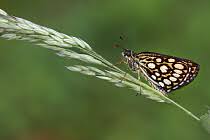 Attēlu rezultāti vaicājumam “Heteropterus morpheus underside”