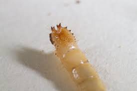 Attēlu rezultāti vaicājumam “Therevidae larva”