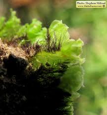 Attēlu rezultāti vaicājumam “Fossombronia wondraczekii sporophyte”