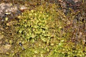 Attēlu rezultāti vaicājumam “Scapania apiculata”