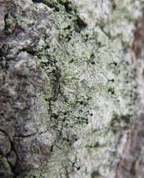 Attēlu rezultāti vaicājumam “Calicium viride”