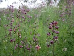 Attēlu rezultāti vaicājumam “Lilium martagon fruit”
