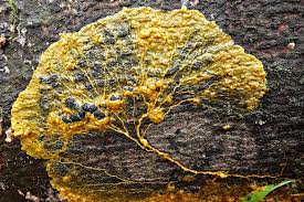 Attēlu rezultāti vaicājumam “Badhamia utricularis plasmodium”