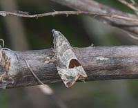 Attēlu rezultāti vaicājumam “Notocelia uddmanniana”