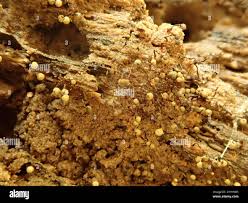 Attēlu rezultāti vaicājumam “Cribraria aurantiaca spores”