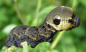 Attēlu rezultāti vaicājumam “Deilephila elpenor larva”