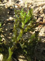 Attēlu rezultāti vaicājumam “Najas marina”