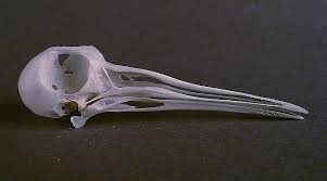 Image result for Lymnocryptes minimus