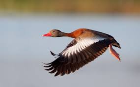 Attēlu rezultāti vaicājumam “Anseriformes”