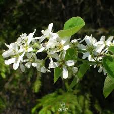 Attēlu rezultāti vaicājumam “Amelanchier spicata flower”