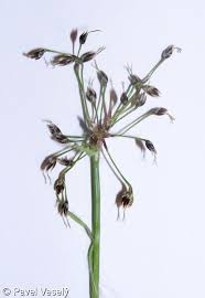 Attēlu rezultāti vaicājumam “Luzula pilosa leaf”