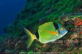 Image result for Diplodus vulgaris