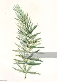 Attēlu rezultāti vaicājumam “Polygonatum verticillatum”