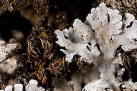 Attēlu rezultāti vaicājumam “Plagiothecium latebricola macro”