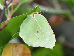 Attēlu rezultāti vaicājumam “Gonepteryx rhamni male”