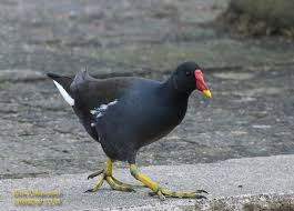 Attēlu rezultāti vaicājumam “Gallinula chloropus”