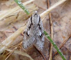 Attēlu rezultāti vaicājumam “Depressariidae”