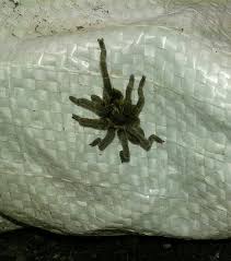 Image result for pheega