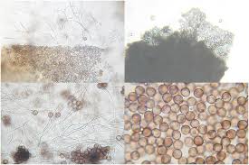 Attēlu rezultāti vaicājumam “Diderma hemisphaericum”