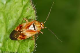 Attēlu rezultāti vaicājumam “Lygus pratensis”