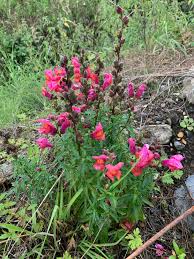 Attēlu rezultāti vaicājumam “Antirrhinum majus leaf”