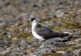 Attēlu rezultāti vaicājumam “Stercorarius parasiticus adult”