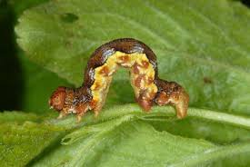 Attēlu rezultāti vaicājumam “Erannis defoliaria”