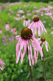 Image result for Echinacea pallida