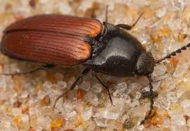 Attēlu rezultāti vaicājumam “Ampedus sp.”