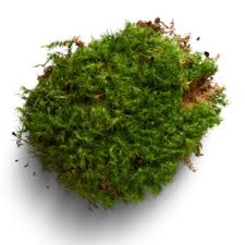 Attēlu rezultāti vaicājumam “Bryum caespiticium”