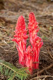 Image result for ギンリョウソウ