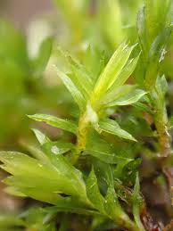 Attēlu rezultāti vaicājumam “Tortula truncata”